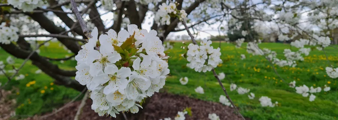 Header_Frühlingsblüte Header_Frühlingsblüte